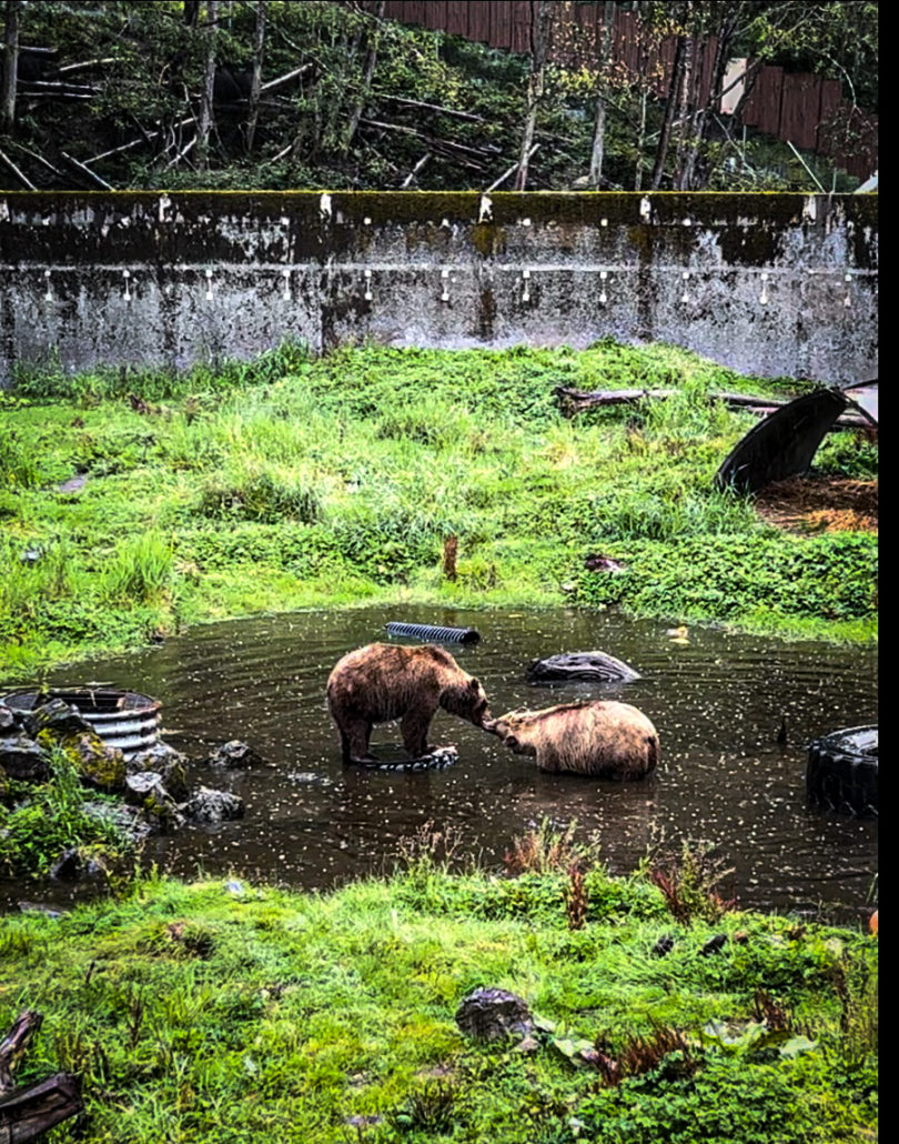 Brown bears play in their enclosure at a sanctuary in Alaska